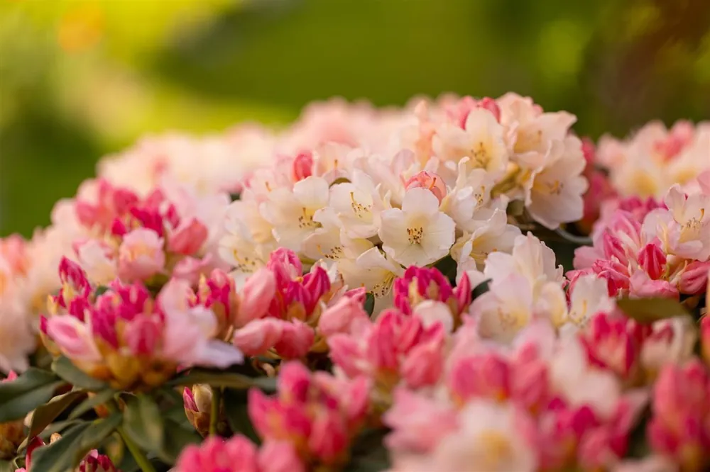 Aanrader | Azalea jap. ‘Multiflora Purper‘