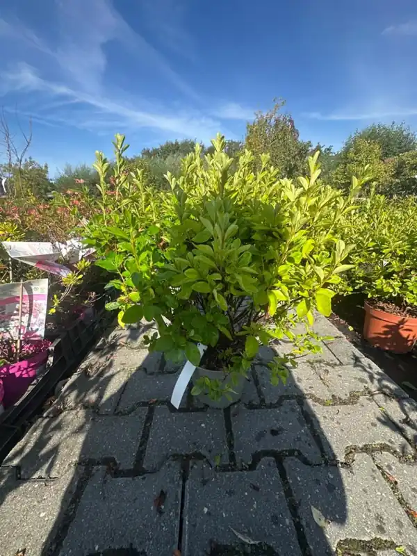 Speciale deal | Azalea jap. ‘Schneewitchen‘