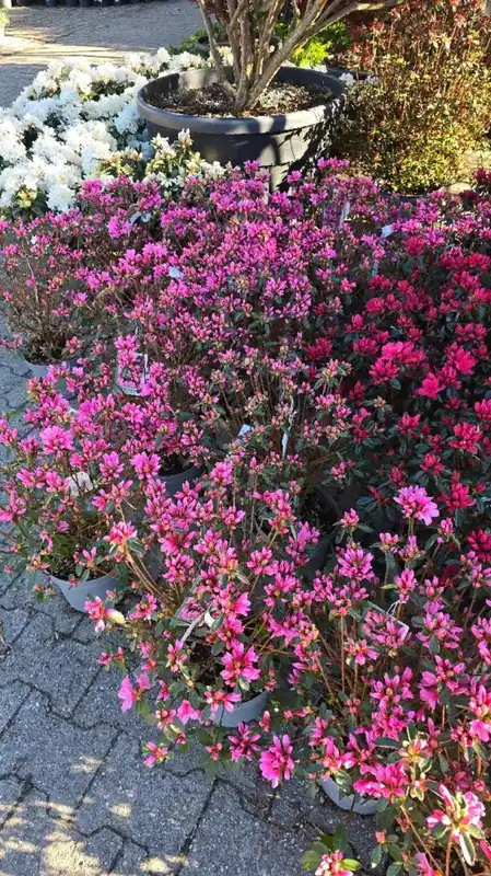 Korting - Azalea japonica
