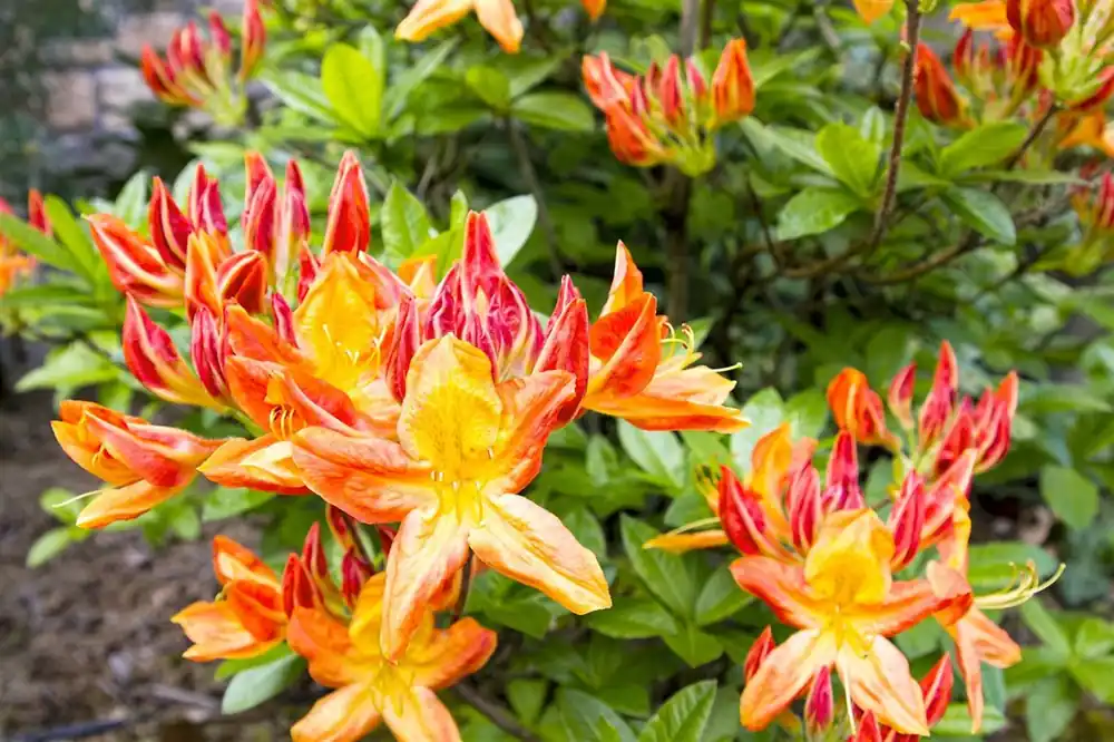 Professionele kwaliteit | Azalea mollis