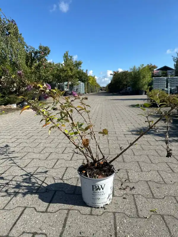 Buddleia dav. ‘Blue Chip‘ | Zojuist toegevoegd