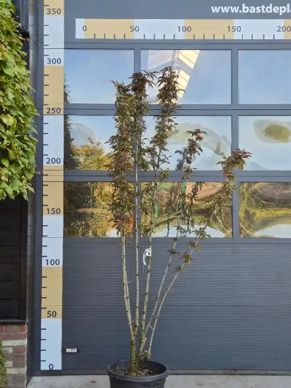 Callicarpa Bo. "Snow Queen" - Nu kopen