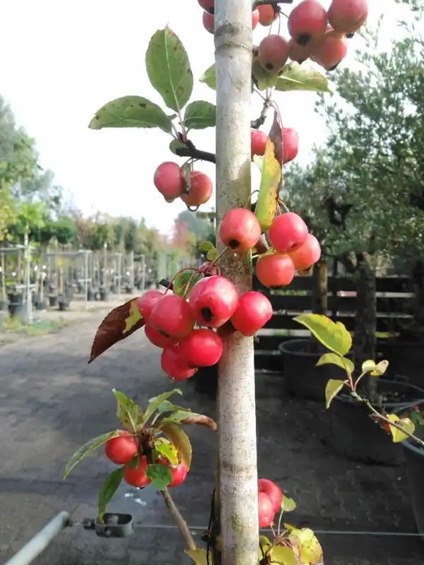 Camellia j. ‘Bonomiana Nova‘ - Veilig betalen