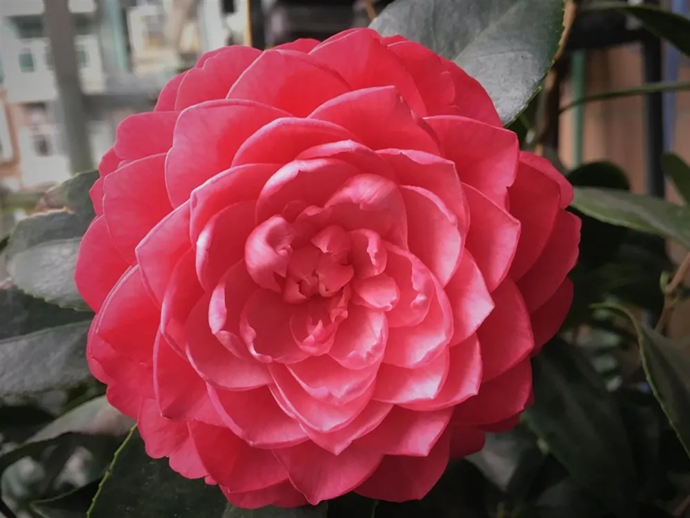 Trending | Camellia jap. ‘Priness Baciocchi‘
