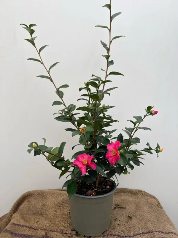 Populair bij klanten | Camellia sasanqua