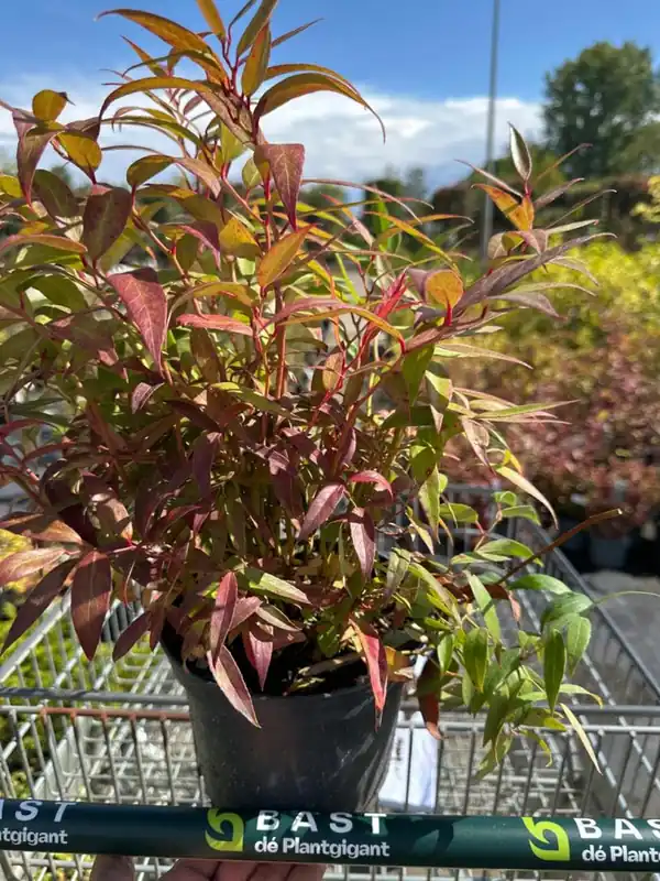 Premium | Caryopteris cland, ‘Blue Balloon‘