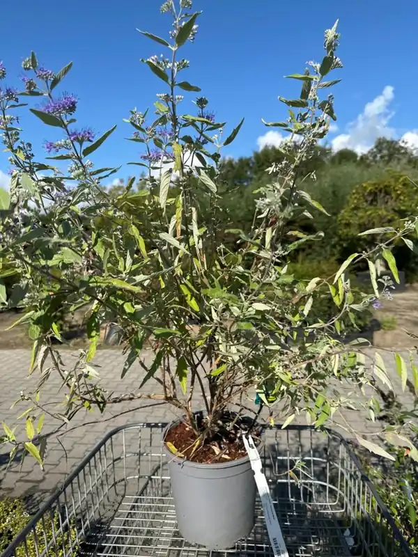 Nieuw in het assortiment - Caryopteris cland. ‘Heavenly Blue‘