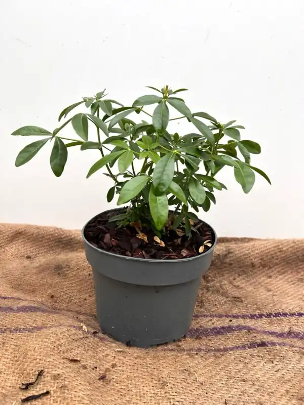 Nieuw in de shop | Choisya ternata