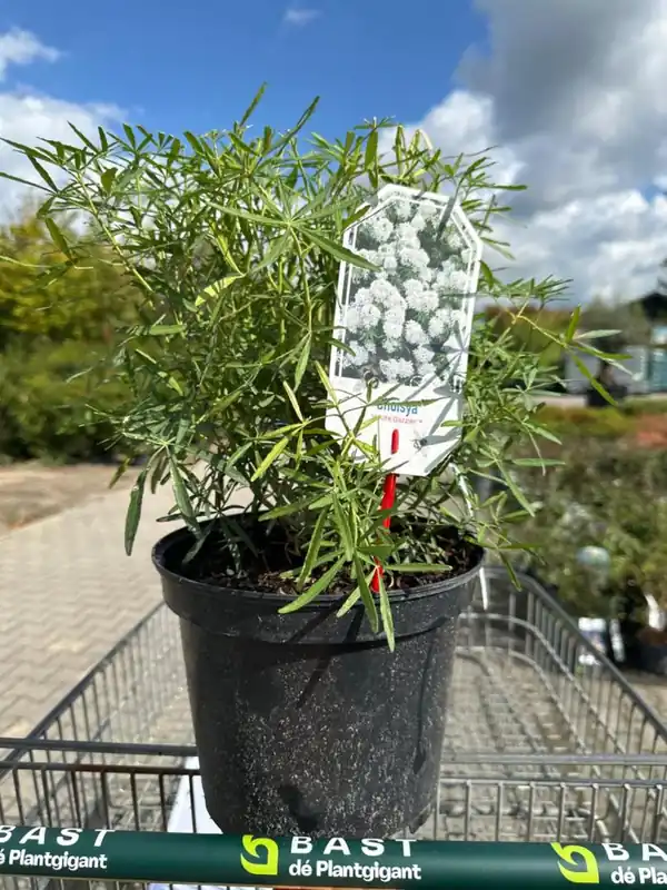 Beste prijs - Choisya ternata ‘White Dazzler‘