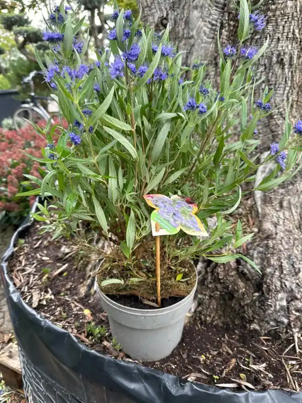 Tijdelijk aanbod | Cordyline aus. ‘Torbay Dazzler‘