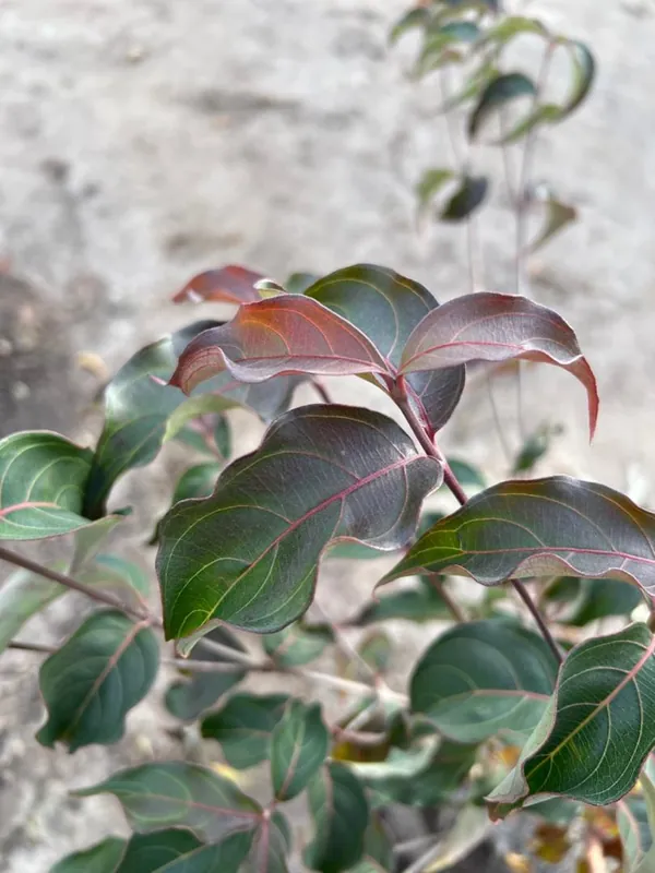 Cornus k. ‘Cappucino‘ - Shop nu