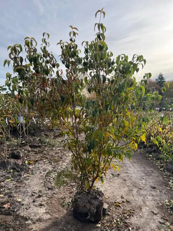 Outlet | Cornus kousa ‘Milky Way‘