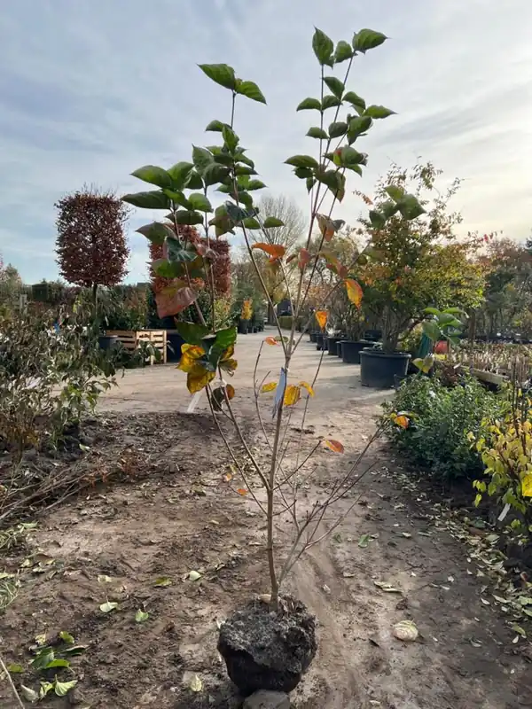 Online kopen | Cornus kousa ‘Venus‘