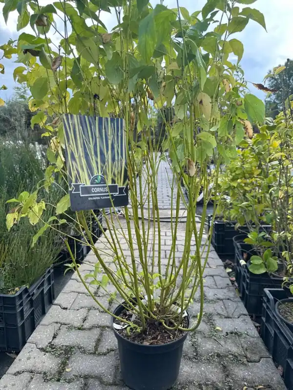 Bestel nu | Cornus stol. ‘Flaviramea‘