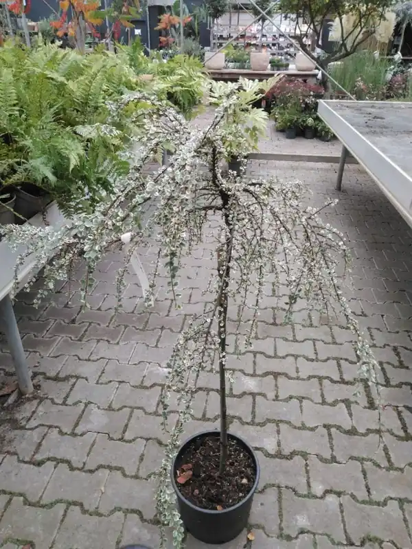 Snelle verzending - Cotoneaster atrop. ‘Variegatus‘