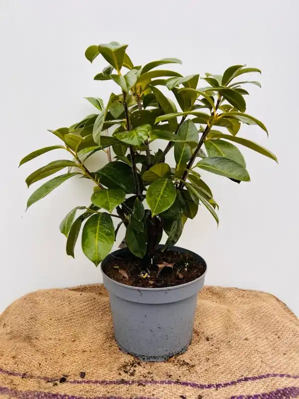 Fabrieksprijs | Crataegus laevigata