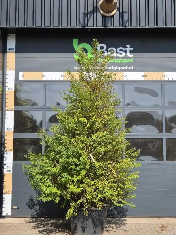 Premium - Decaisnea fargesii