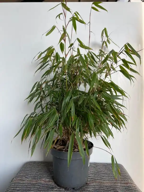 Fargesia robusta ‘Campbell‘ | Favoriet van klanten