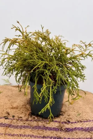 Aanbieding - Chamaecyparis p. ‘Filifera Nana‘