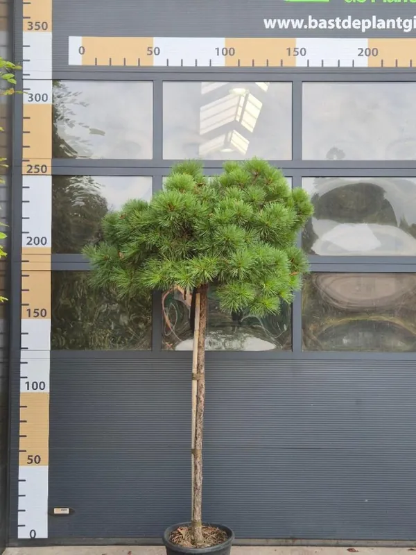 Cupressus arizonica ‘Fastigiata‘ | Nieuw binnen