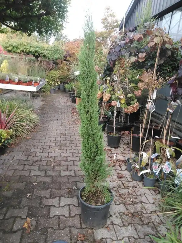 Cupressus sempervirens ‘Pyramidalis‘ | Nieuw in het assortiment