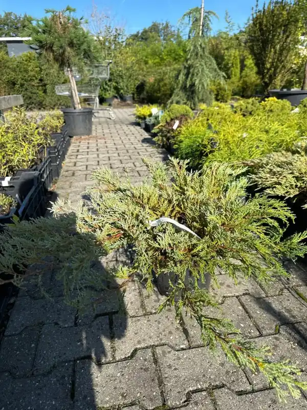 Juniperus hor. ‘Hughes‘ - Nu kopen