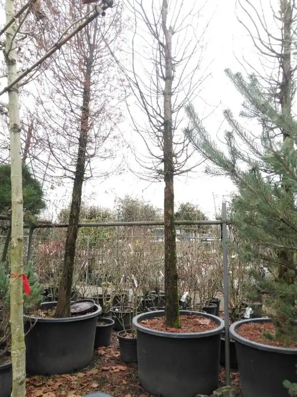 Goed beoordeeld - Metasequoia glyptostroboides