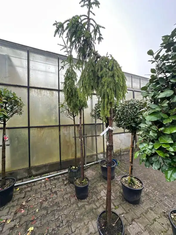 Populair | Picea abies