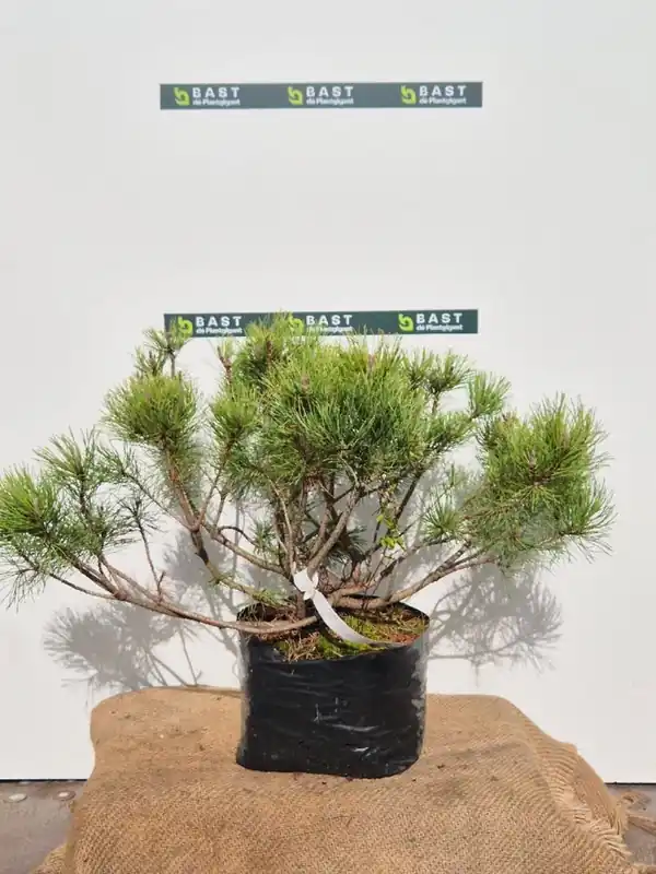 Pinus mugo pumilio - Dagdeal