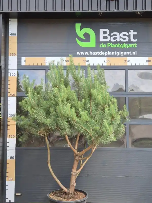 Pinus nigra ‘Nigra‘ | Gratis retourneren