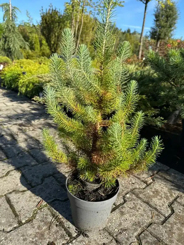 Taxus b. ‘Dovastoniana‘ - Zeer goed beoordeeld