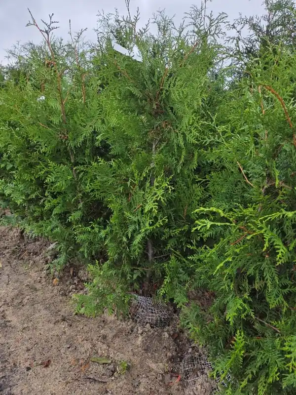 Prijs verlaagd - Thuja occ. ‘Brabant‘