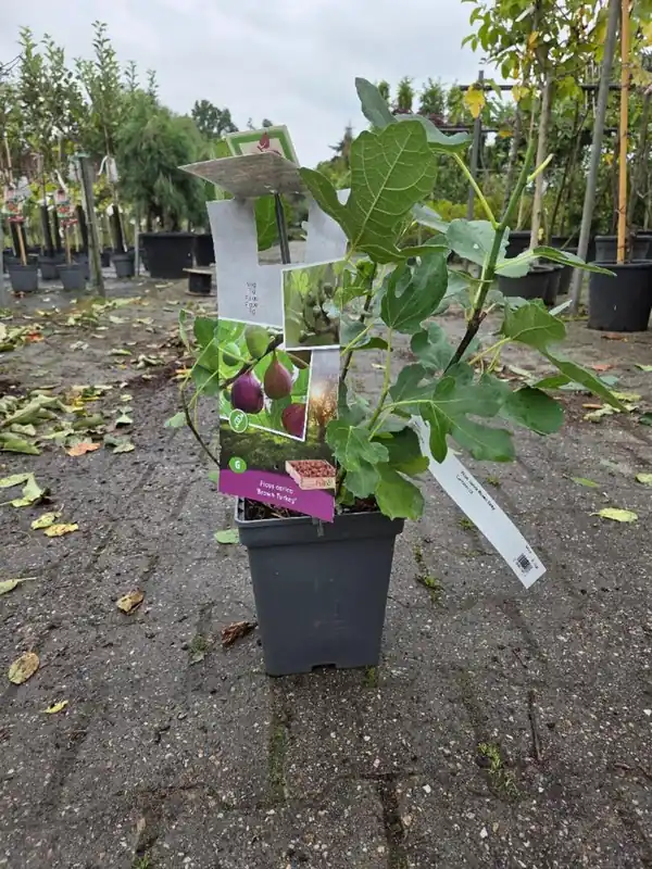 Korting | Ficus carica Brown Turky