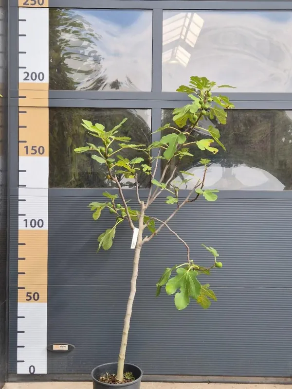 Goed beoordeeld | Rubus idaeus ‘Fallgold‘
