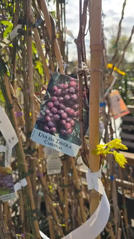 Vaccinium cor. ‘Bluegold‘ | Trending