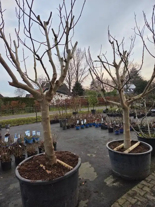 Vaccinium cor. ‘Elliot‘ | Beperkte voorraad