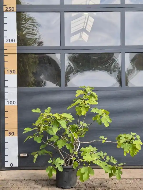 Meest verkocht | Vitis ‘Vroege van der Laan‘