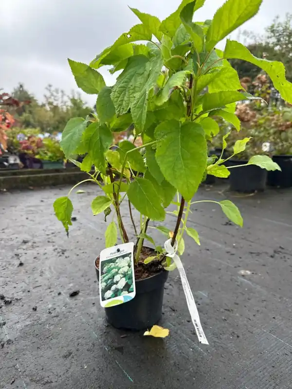 Hydrangea m. ‘Wudu‘ - Direct beschikbaar