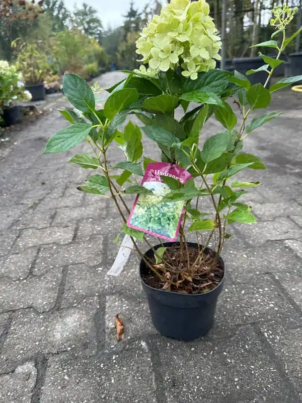 Hydrangea m. Endless Summer ‘Summer Love‘ - Gratis retourneren