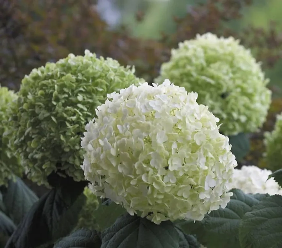 Hydrangea mac. ‘Endless Summer Rose‘ - Topprijs