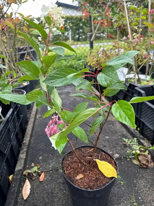Meest verkocht | Hydrangea mac. ‘Teller White‘