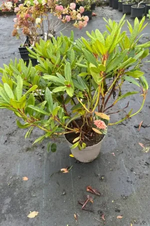 Wees er snel bij | Rhododendron ‘English Roseum‘