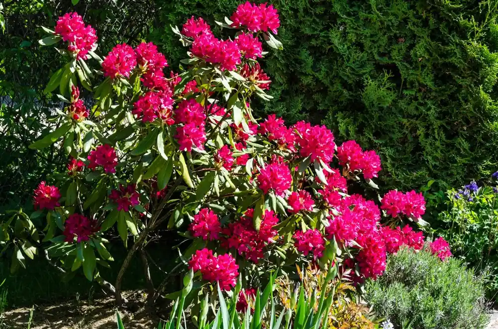 Veel gevraagd | Rhododendron ‘Nova Zembla‘