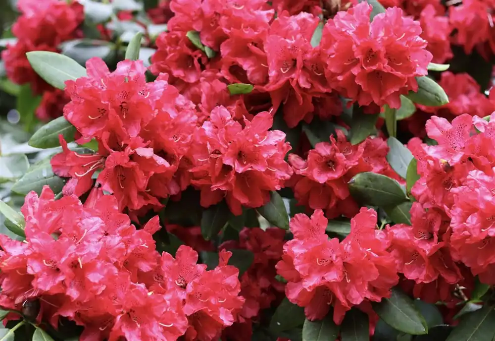 Rhododendron ‘Red Jack‘ | Rechtstreeks van de fabrikant