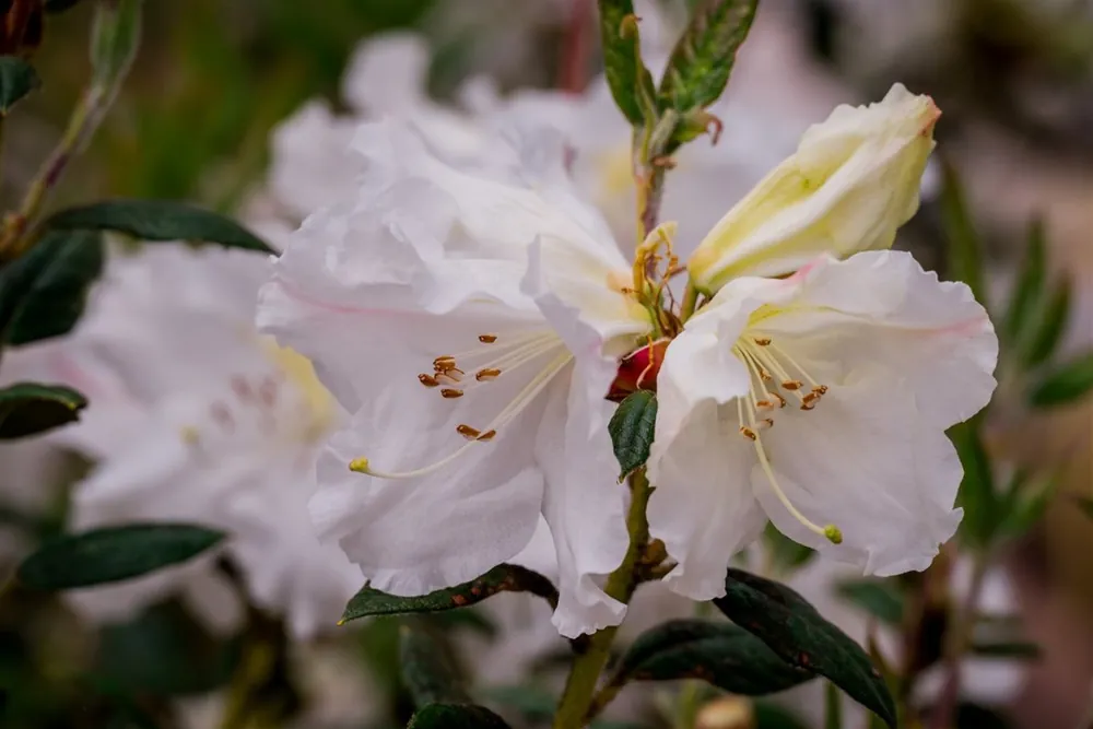 Bestel vandaag | Rhododendron ‘Shamrock‘