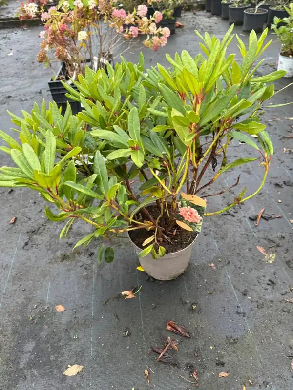 Snelle verzending - Rhododendron ‘Tortoiseshell Orange‘