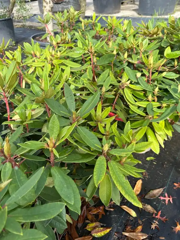 Veilige betaling - Rhododendron ‘Vulcan‘s Flame‘