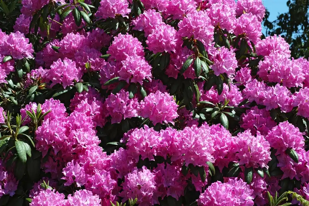 Veel voordeel - Rhododendron (AJ) ‘Saint Merryn‘