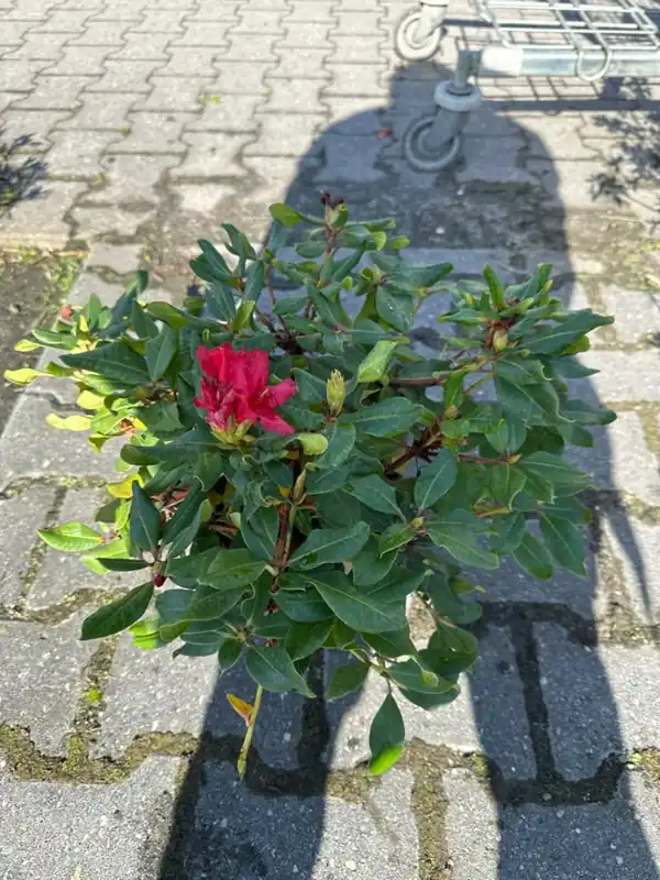 Rhododendron repens - Scherp geprijsd