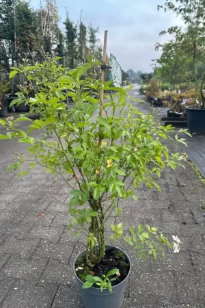 Zojuist toegevoegd | Rosa ‘Amsterdam‘